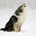 Do dogs see color or black and white?